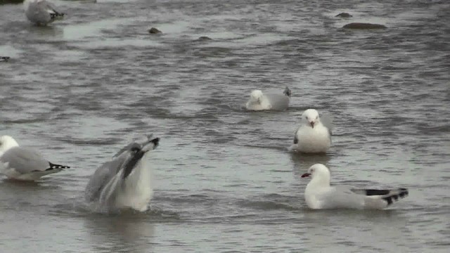 Silver Gull (Red-billed) - ML201057011