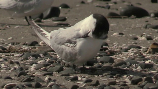 White-fronted Tern - ML201057121