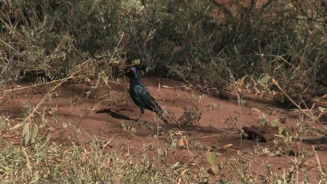 Black-bellied Starling - ML201057181