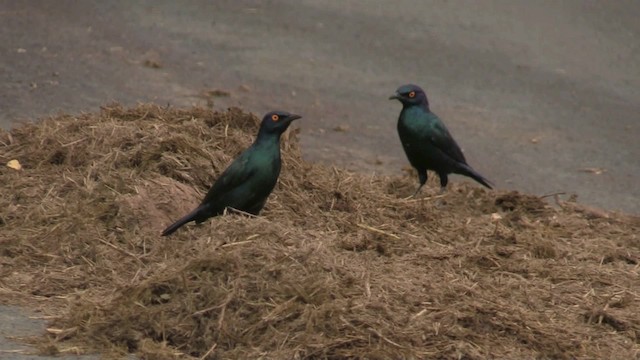 Black-bellied Starling - ML201057201