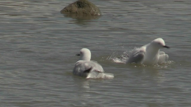 Black-billed Gull - ML201057311