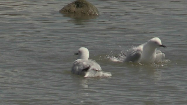 Black-billed Gull - ML201057311