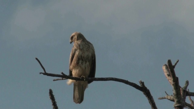 Forest Buzzard - ML201057421