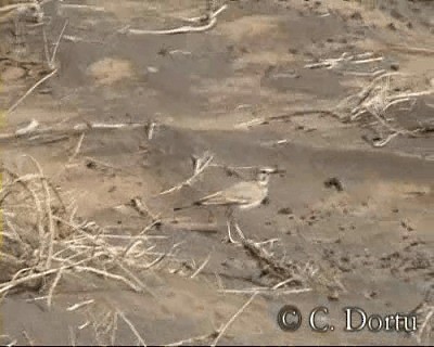 Greater Hoopoe-Lark (Mainland) - ML201057581