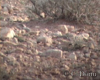 Temminck's Lark - ML201057631