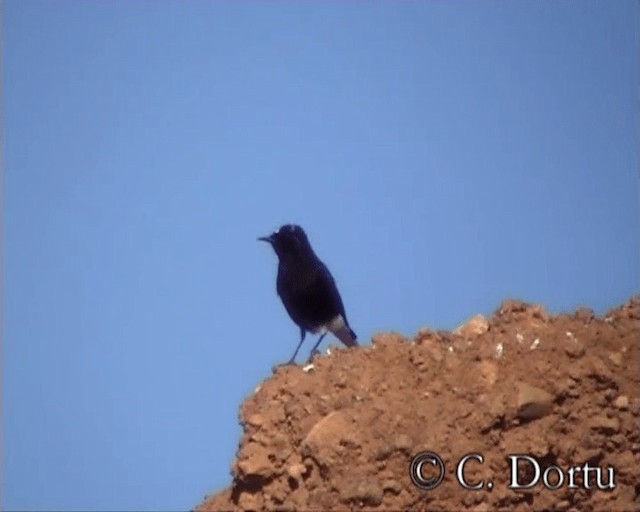 White-crowned Wheatear - ML201057671