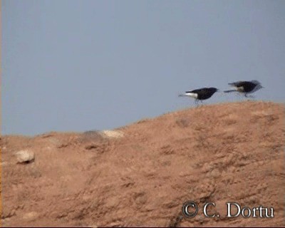 White-crowned Wheatear - ML201057681
