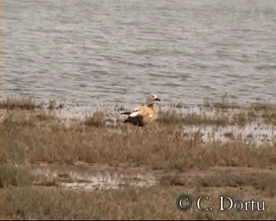 Ruddy Shelduck - ML201057781