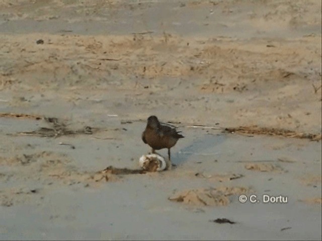 Great Skua - ML201057851