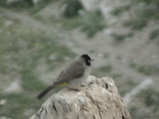 Bulbul d'Arabie - ML201057861