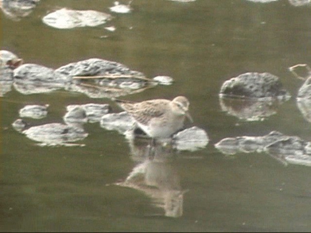 Gambecchio di Bonaparte - ML201057981