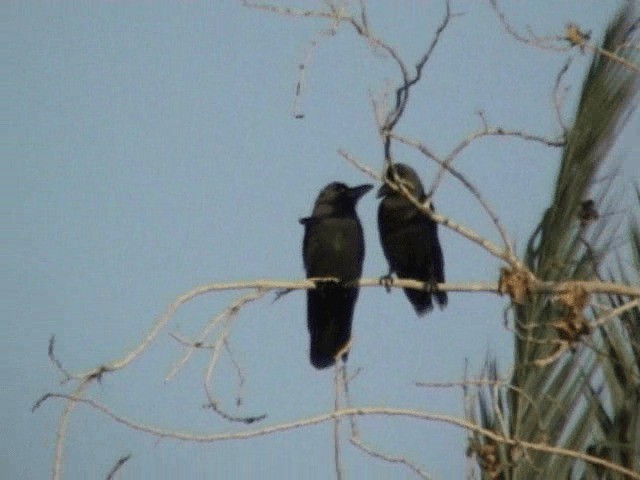 House Crow - ML201057991