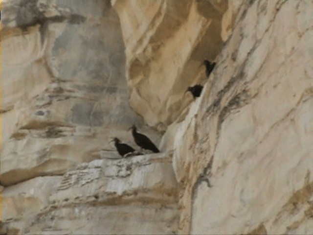 Northern Bald Ibis - ML201058011