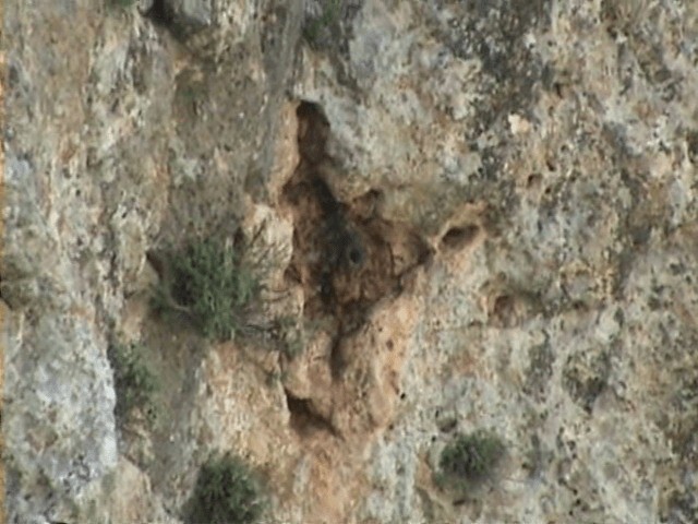 Sittelle des rochers - ML201058021