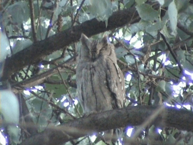 Pallid Scops-Owl - ML201058071