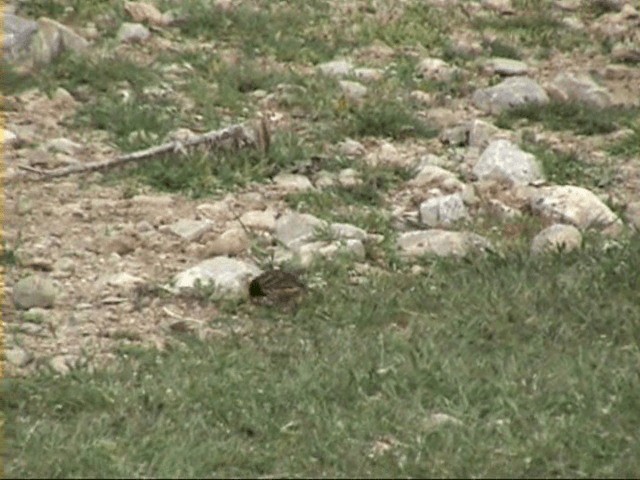 Fire-fronted Serin - ML201058081