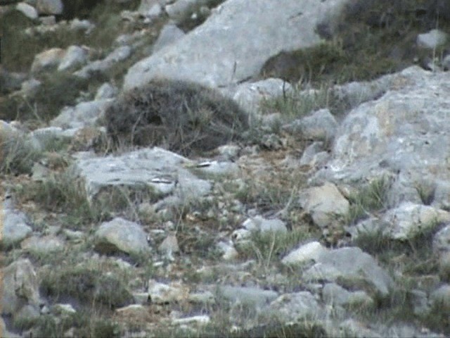 Fringuello alpino - ML201058091