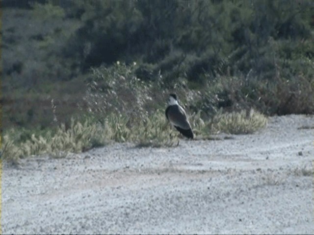 Pavoncella armata - ML201058101