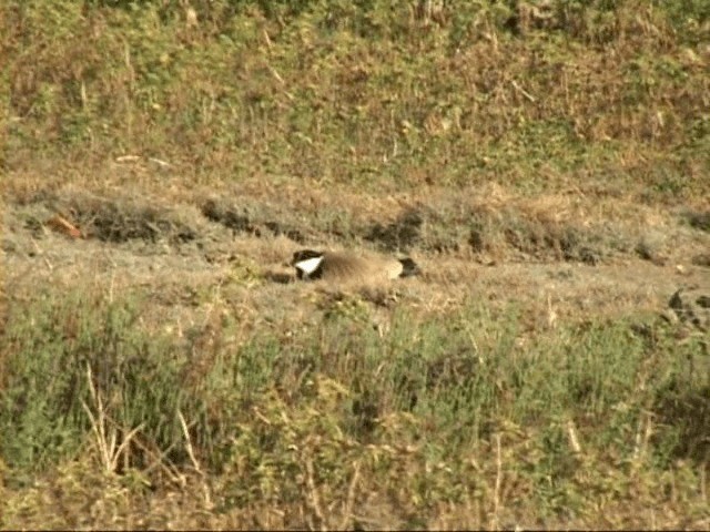 Pavoncella armata - ML201058121