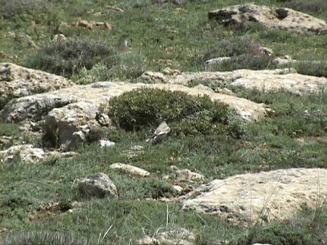 Fringuello alpino - ML201058141