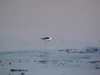 Cavaliere d'Italia - ML201058151