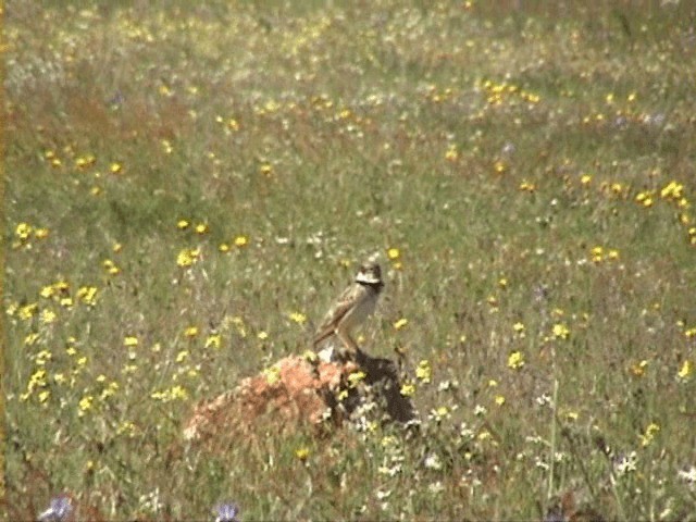 Calandra - ML201058161