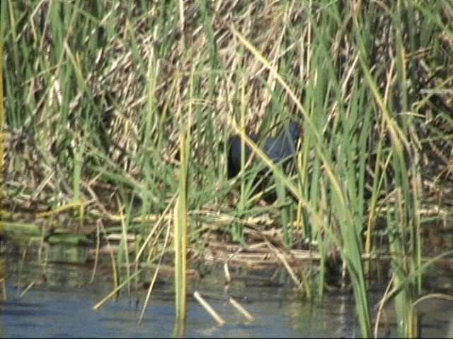 Pollo sultano - ML201058171