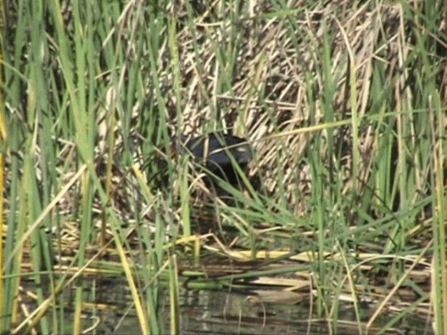 Pollo sultano - ML201058181