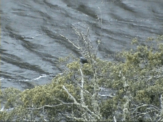 Passero solitario - ML201058191