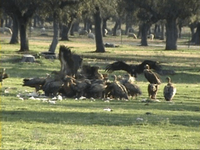 Grifone - ML201058201