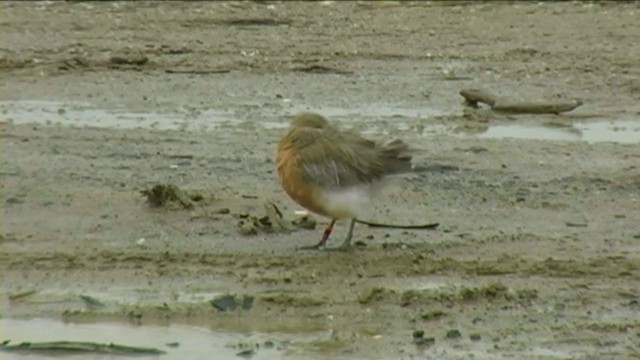 Red-breasted Dotterel (Northern) - ML201058271