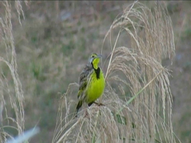 Yellow-throated Longclaw - ML201058341