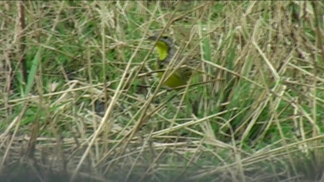 Yellow-throated Longclaw - ML201058351