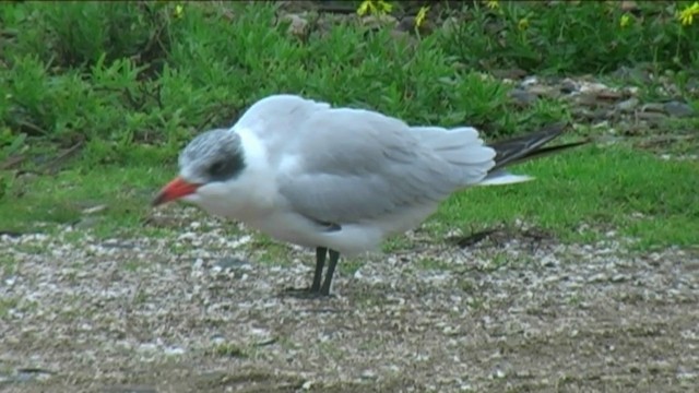 Caspian Tern - ML201058391