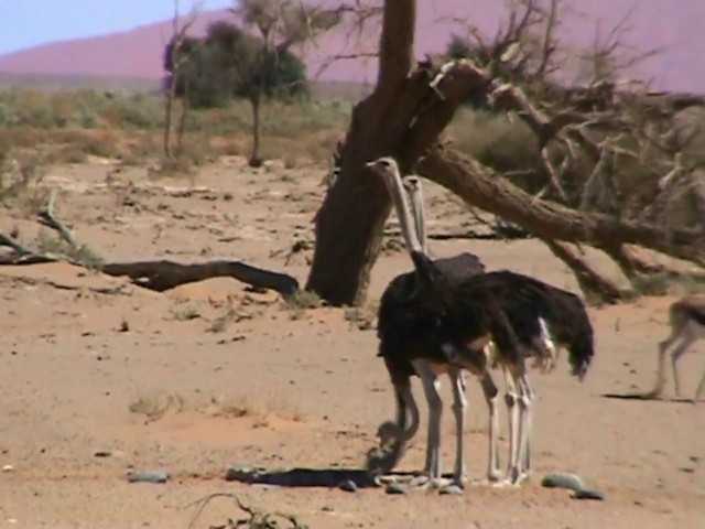 Autruche d'Afrique - ML201058441