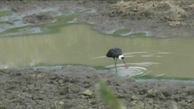 Cigogne à pattes noires - ML201058581