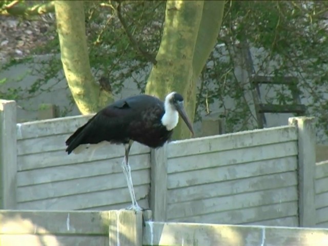 African Woolly-necked Stork - ML201058591