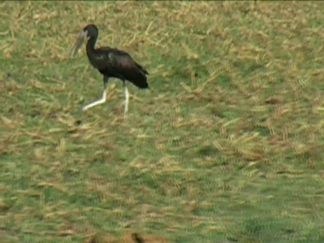 African Openbill - ML201058601