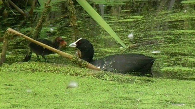 Eurasian Coot - ML201058641