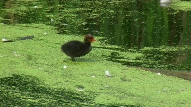 Eurasian Coot - ML201058651