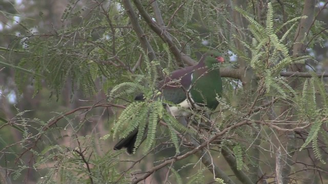 New Zealand Pigeon - ML201058701