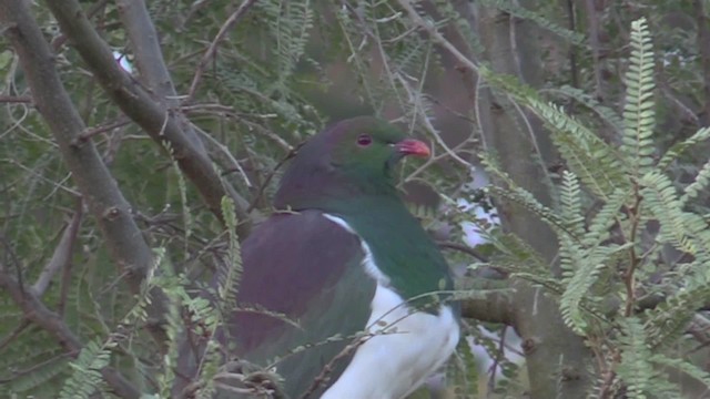 New Zealand Pigeon (New Zealand) - ML201058711