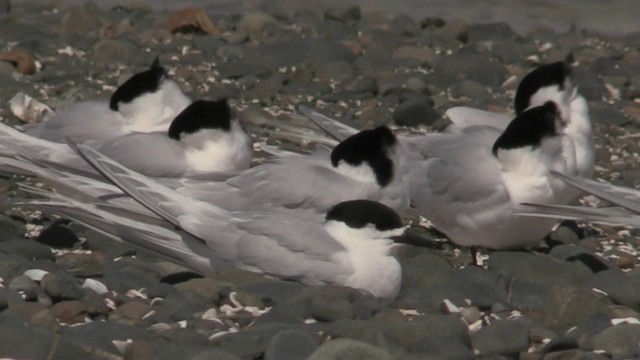 White-fronted Tern - ML201058831