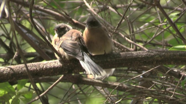New Zealand Fantail - ML201058921