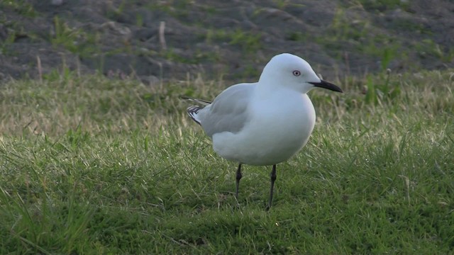 Gaviota Maorí - ML201058991