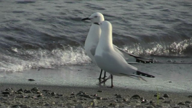 Gaviota Maorí - ML201059001