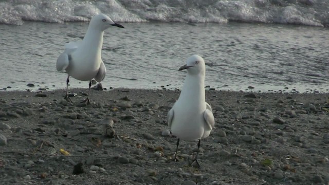 Gaviota Maorí - ML201059011