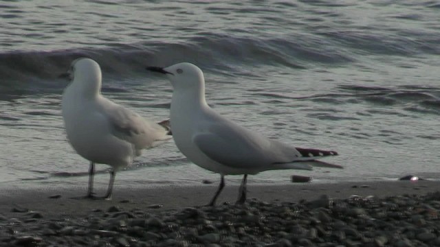 Gaviota Maorí - ML201059031