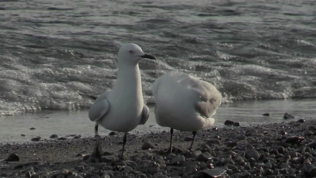 Gaviota Maorí - ML201059041