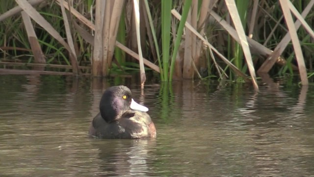 New Zealand Scaup - ML201059051